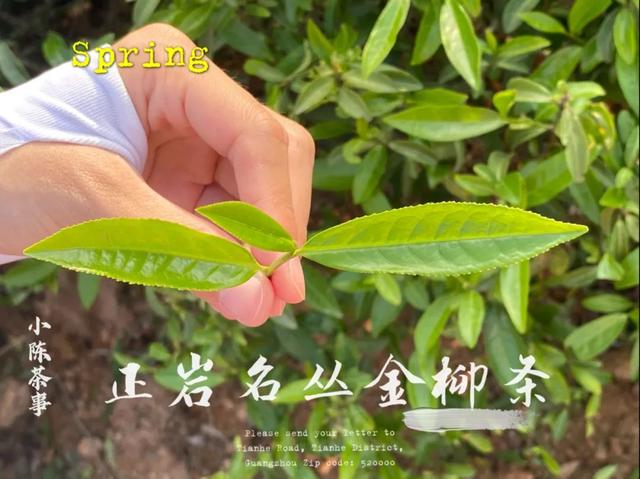 武夷岩茶名丛录上，历经岁月沧桑的古老名丛金柳条，它又回来了