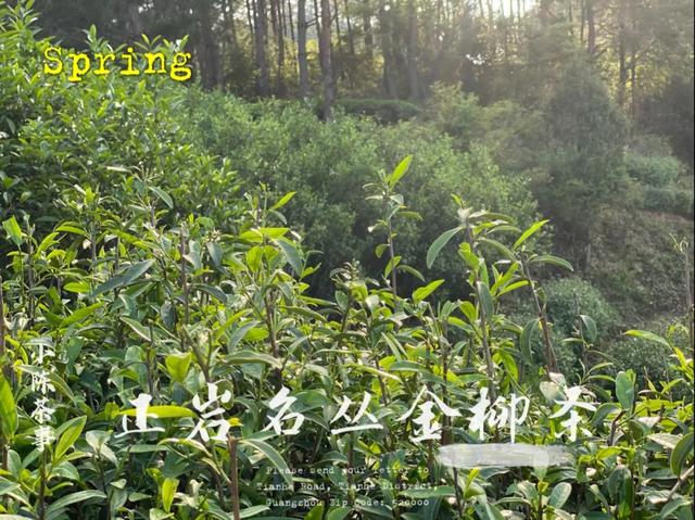 武夷岩茶名丛录上，历经岁月沧桑的古老名丛金柳条，它又回来了