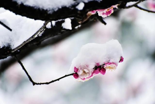 ​梅花香自苦寒来，十首观梅的诗词，一起欣赏美丽的梅花吧