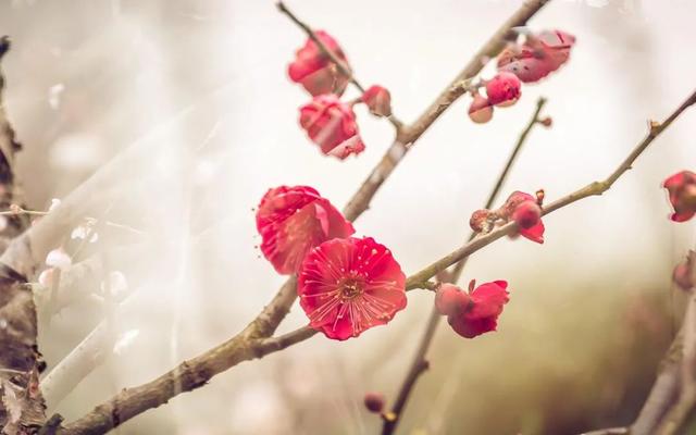 ​梅花香自苦寒来，十首观梅的诗词，一起欣赏美丽的梅花吧