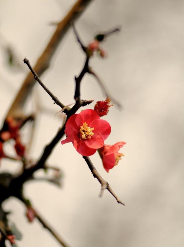 ​梅花香自苦寒来，十首观梅的诗词，一起欣赏美丽的梅花吧