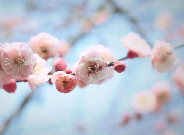 ​梅花香自苦寒来，十首观梅的诗词，一起欣赏美丽的梅花吧