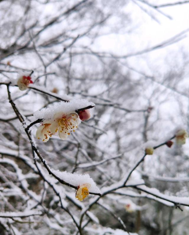 ​梅花香自苦寒来，十首观梅的诗词，一起欣赏美丽的梅花吧