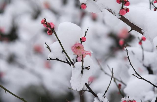 ​梅花香自苦寒来，十首观梅的诗词，一起欣赏美丽的梅花吧