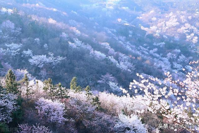 唐诗里的山樱花，开在寒食节清明节左右，是樱花的本源