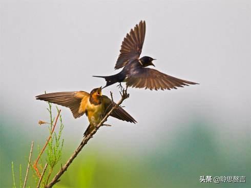 燕子诗词精选二十一首 燕子归来，几处风帘绣户开