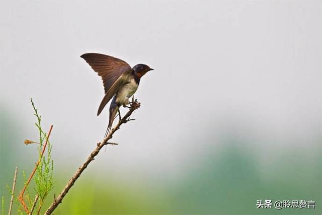 燕子诗词精选二十一首 燕子归来，几处风帘绣户开