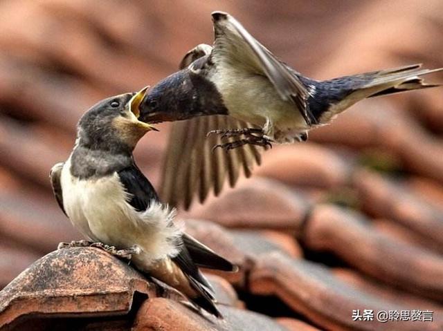 燕子诗词精选二十一首 燕子归来，几处风帘绣户开