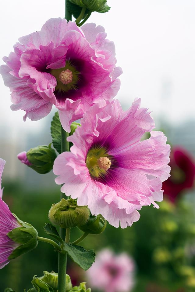 5种高颜值美花的花语，它们传奇的故事，你听过吗？