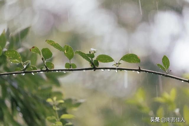 人生漫长的时光，一杯清茶是调味剂