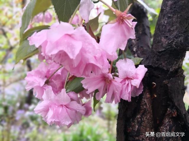 风吹麦田千重绿，雨打樱花一地红（诗六首）