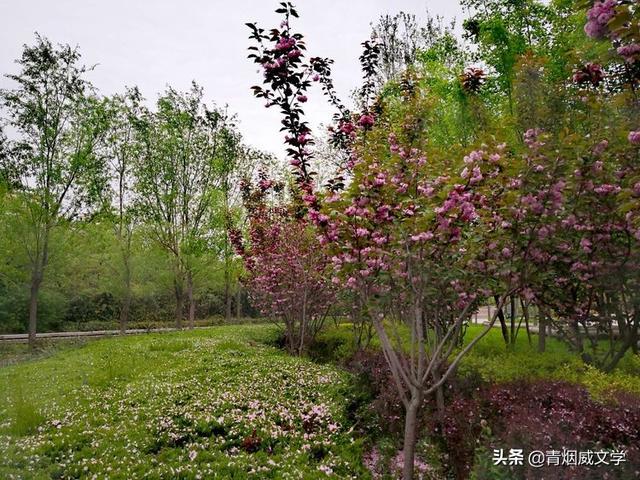 风吹麦田千重绿，雨打樱花一地红（诗六首）