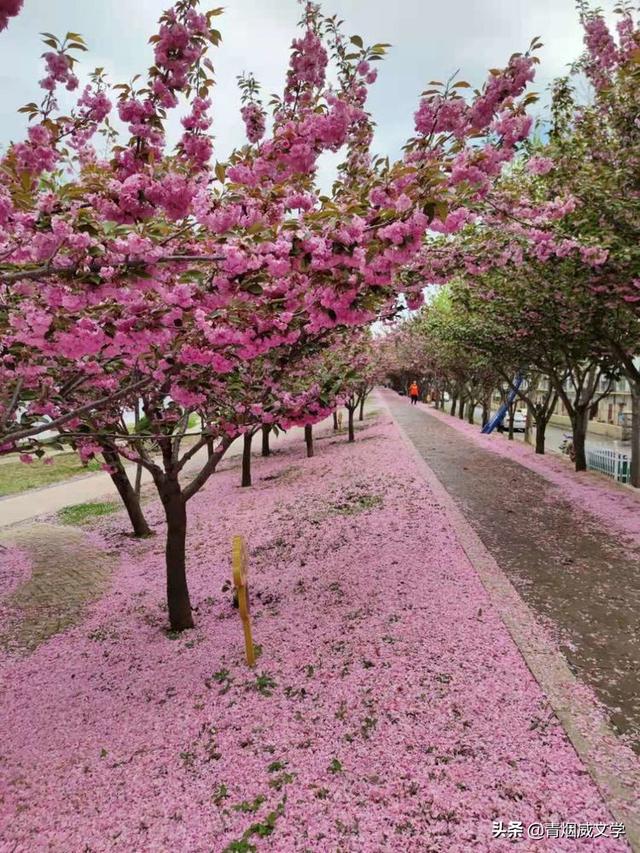 风吹麦田千重绿，雨打樱花一地红（诗六首）