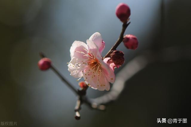 万紫千红总是春：那些在古诗中绽放的花儿，浪漫了整个春天
