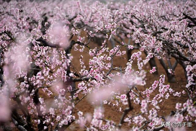 万紫千红总是春：那些在古诗中绽放的花儿，浪漫了整个春天