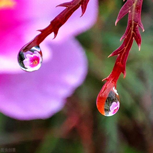 十里桃花夜阑珊