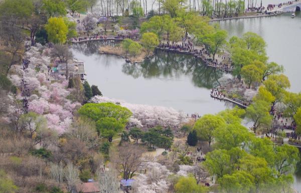 樱花烂漫醉游人