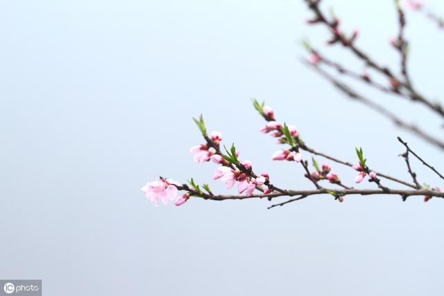 描写《花》的古诗词100卷 唯有牡丹真国色，花开时节动京城