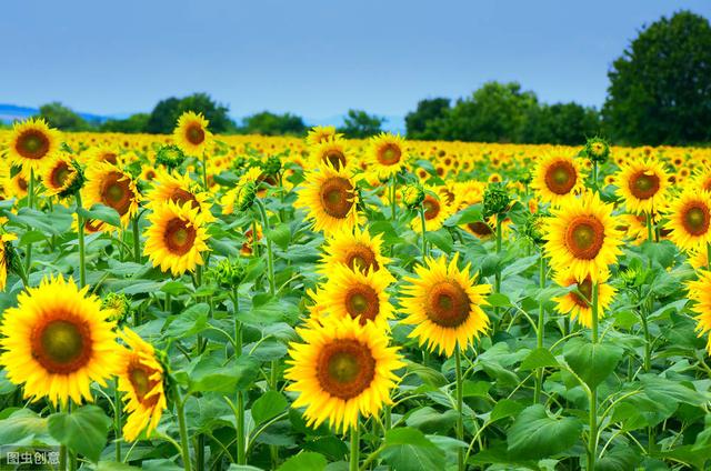 描写《花》的古诗词100卷 唯有牡丹真国色，花开时节动京城