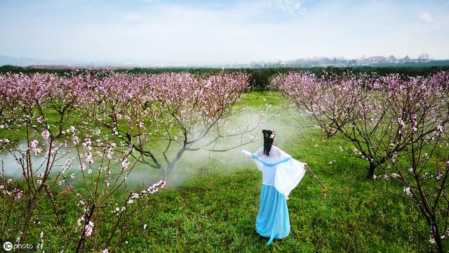 描写《花》的古诗词100卷 唯有牡丹真国色，花开时节动京城