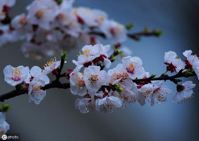 描写《花》的古诗词100卷 唯有牡丹真国色，花开时节动京城