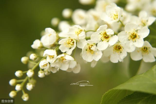 描写《花》的古诗词100卷 唯有牡丹真国色，花开时节动京城