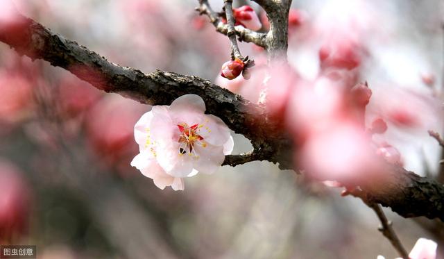 描写《花》的古诗词100卷 唯有牡丹真国色，花开时节动京城