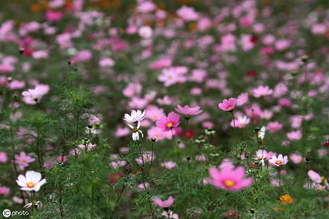 描写《花》的古诗词100卷 唯有牡丹真国色，花开时节动京城