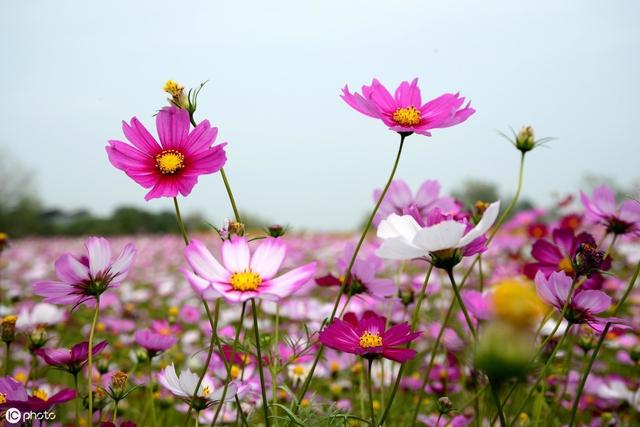 描写《花》的古诗词100卷 唯有牡丹真国色，花开时节动京城