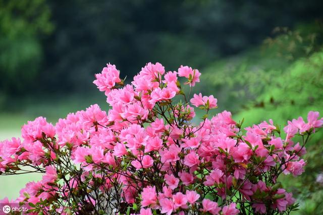 描写《花》的古诗词100卷 唯有牡丹真国色，花开时节动京城