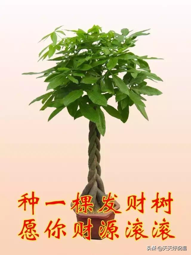 明天是植树节,最美祝福送给朋友们,提前祝你植树节快乐,梦想成真