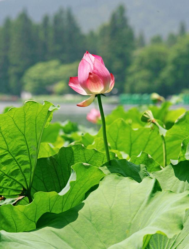 「诗词鉴赏」7月，阳光正好，​十首暑中的诗词，开启新的征程