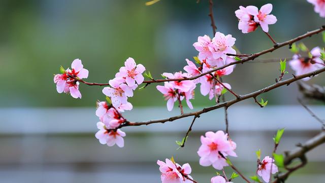 春天到了，一起写几首桃花诗吧