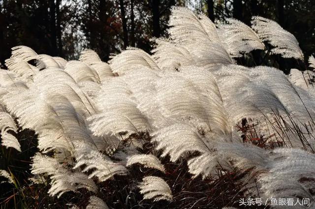 七绝《白鹤五首》