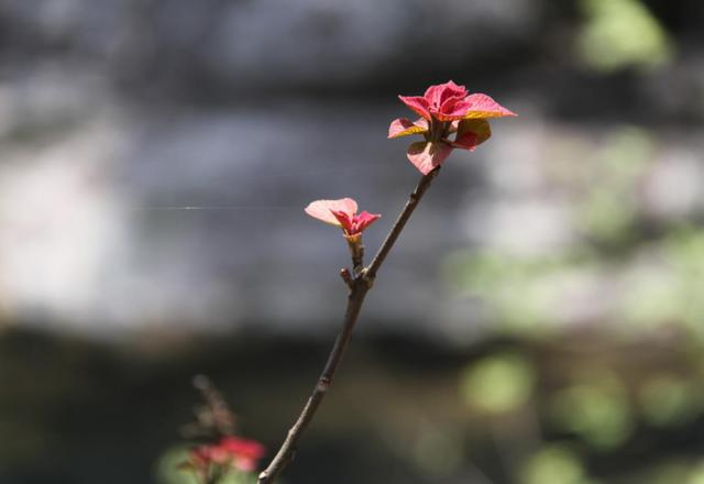 「诗词鉴赏」思春 盼春 迎春归，在古诗词里迎接春天的到来