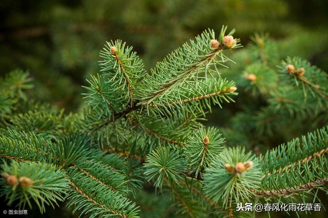 苏教版三年级语文下册“读读背背”中的词语释义及造句