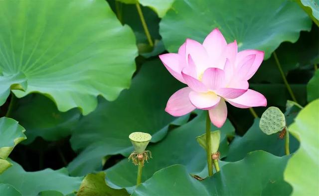 十首荷花诗词，唯美了整个夏天