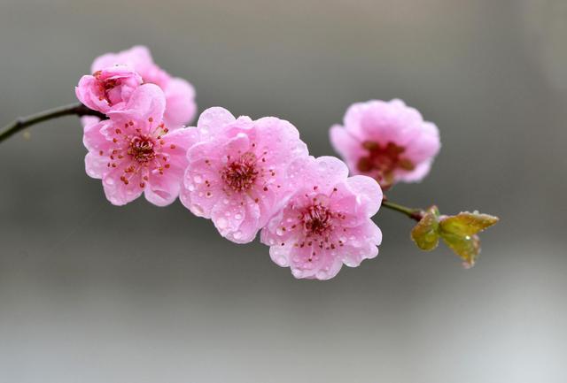 「诗词鉴赏」一番春信到梅花，九首古诗词，感受春天的气息