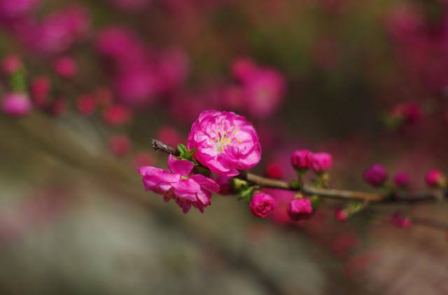 「诗词鉴赏」一番春信到梅花，九首古诗词，感受春天的气息