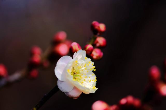 「诗词鉴赏」一番春信到梅花，九首古诗词，感受春天的气息