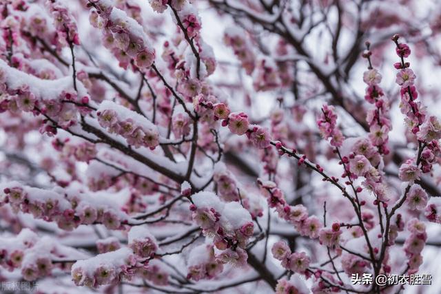 报春梅花诗词六则：人间何物报春华，有梅花