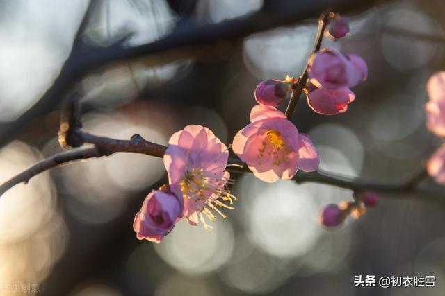 报春梅花诗词六则：人间何物报春华，有梅花