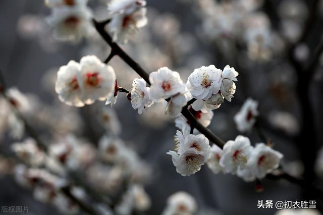 报春梅花诗词六则：人间何物报春华，有梅花