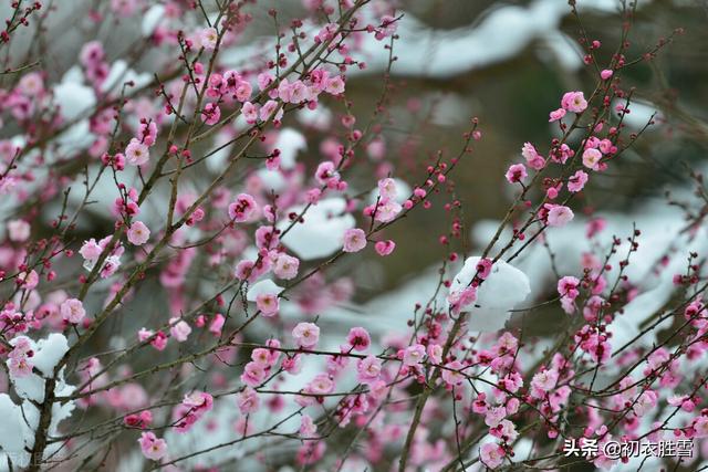 报春梅花诗词六则：人间何物报春华，有梅花