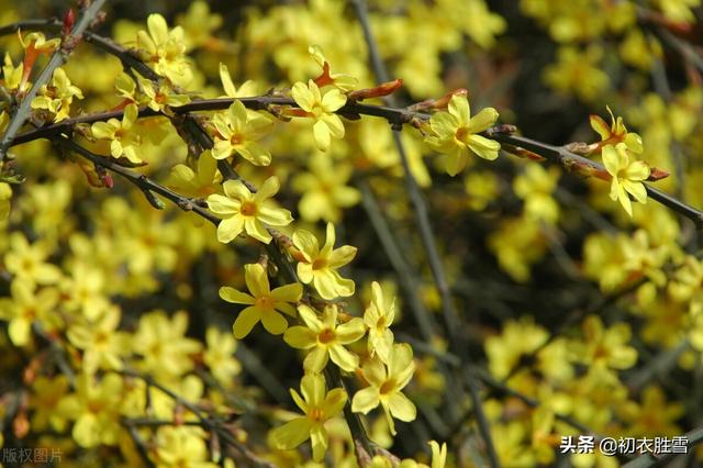 早春迎春花美诗七首：万千花事从头起，金英翠萼带春寒