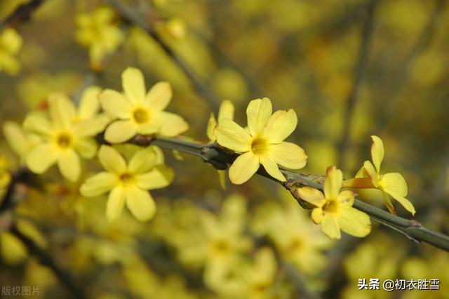 早春迎春花美诗七首：万千花事从头起，金英翠萼带春寒