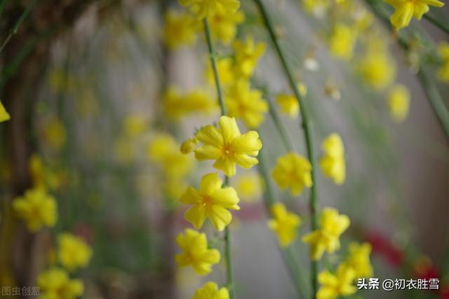 早春迎春花美诗七首：万千花事从头起，金英翠萼带春寒