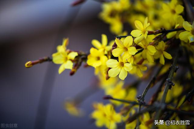 早春迎春花美诗七首：万千花事从头起，金英翠萼带春寒