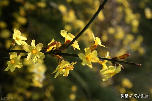 早春迎春花美诗七首：万千花事从头起，金英翠萼带春寒