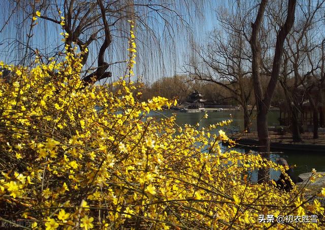 早春迎春花美诗七首：万千花事从头起，金英翠萼带春寒